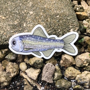May include: A hand-drawn illustration of a blue and silver fish with a white outline. The fish is on a white background and is surrounded by small rocks.