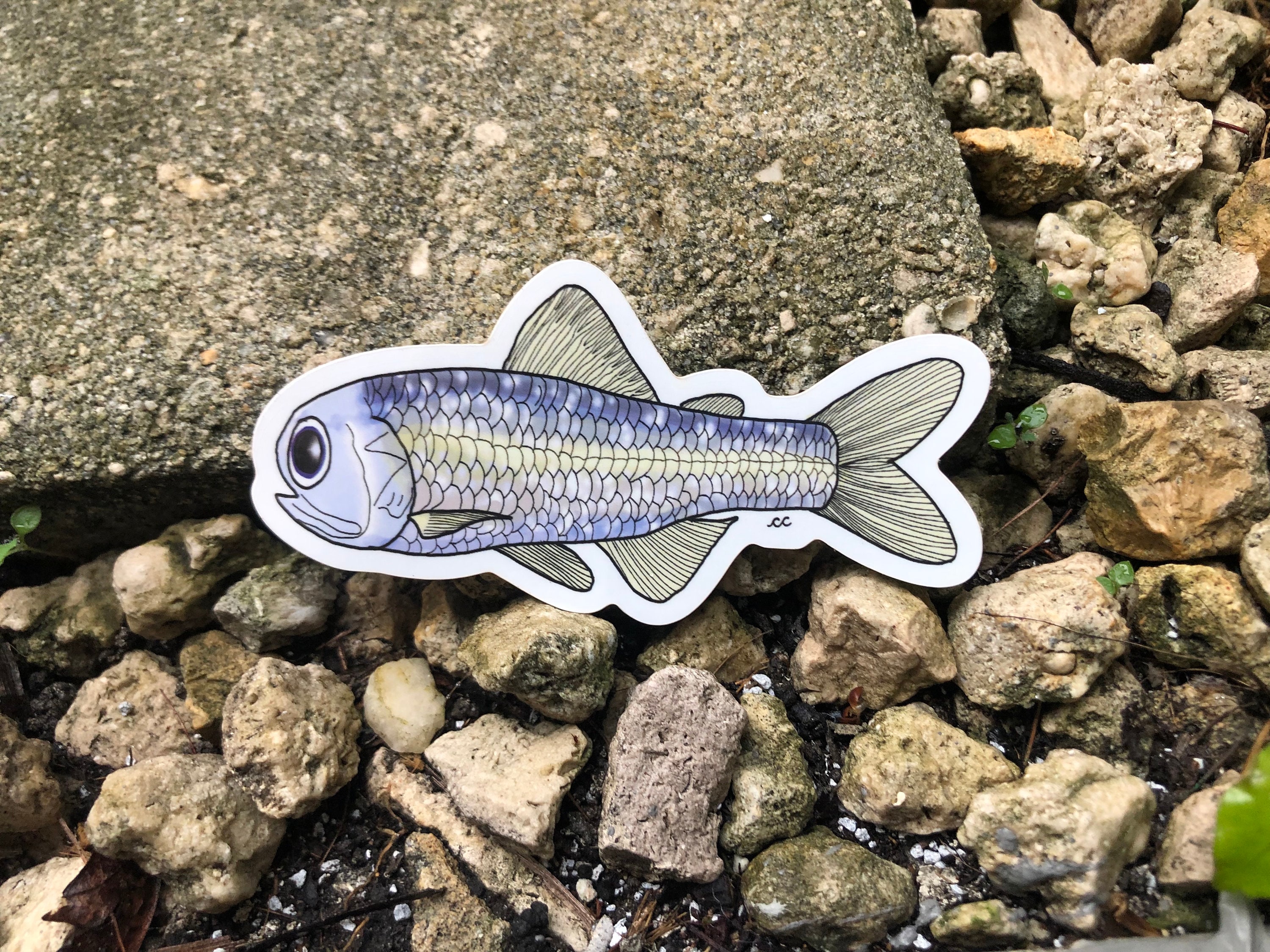 Hoverfish Sticker Headlight Fish Sticker - Etsy