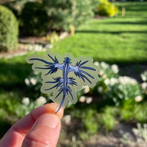 Blue Seadragon Sticker