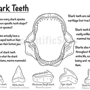 Página para colorir de dentes de tubarão