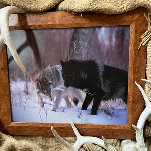 May include: A framed photograph of two wolves in a snowy forest. The wolf on the left is gray and white, while the wolf on the right is black. Both wolves are looking at something off-camera.
