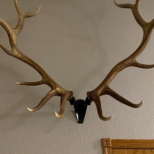 Blemished RACK HUB® RH2 XL match set antler mount / moose antlers / elk antlers / stag antlers / caribou antlers / antler taxidermy / decor image 4