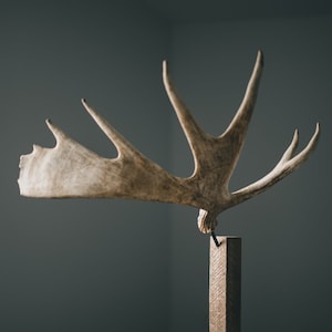 May include: A large, light brown antler mounted on a wooden stand. The antler is curved and has a natural, rustic look.