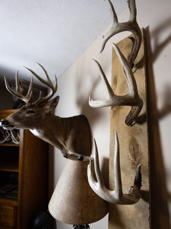 RACK HUB 10 pack Antler Bar DIY antler mount shed antler