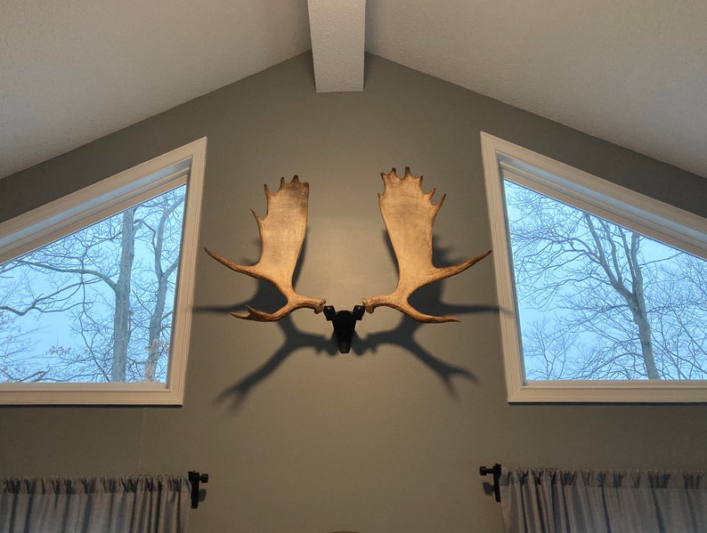 Blemished RACK HUB® RH2 XL match set antler mount / moose antlers / elk antlers / stag antlers / caribou antlers / antler taxidermy / decor image 5