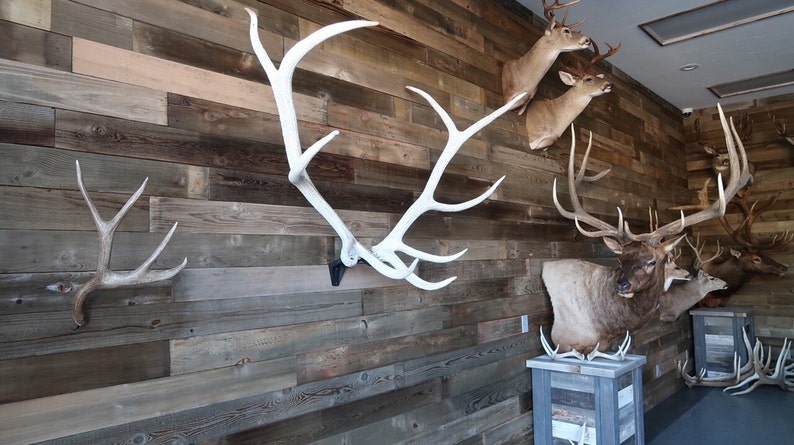 Blemished RACK HUB® RH2 XL match set antler mount / moose antlers / elk antlers / stag antlers / caribou antlers / antler taxidermy / decor image 7