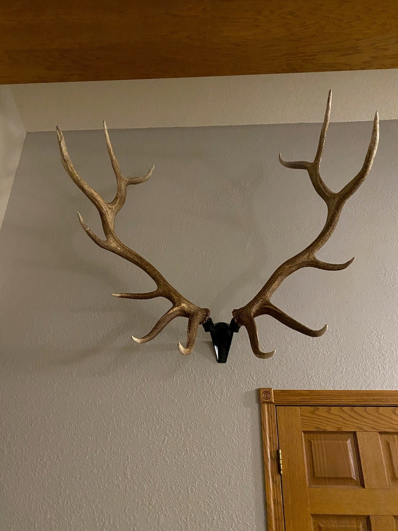 Blemished RACK HUB® RH2 XL match set antler mount / moose antlers / elk antlers / stag antlers / caribou antlers / antler taxidermy / decor image 4