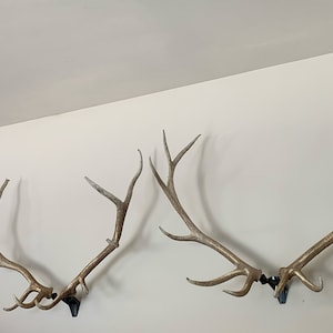 Blemished RACK HUB® RH2 XL match set antler mount / moose antlers / elk antlers / stag antlers / caribou antlers / antler taxidermy / decor image 6