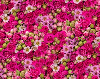 Floral Fabric: Northcott Romance Mixed Roses Dark Pink Sewing Quilting 100% Cotton Crafting Fabric Continuous Cut, Select the Length