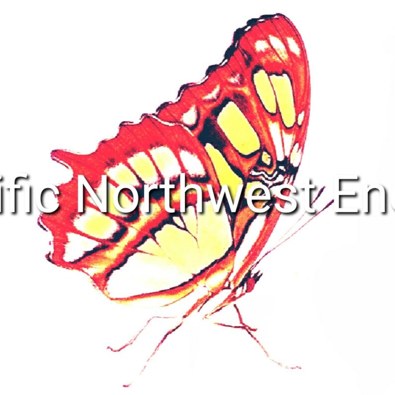 Download Red And Yellow Butterfly Vector And Png Butterfly Graphic Etsy