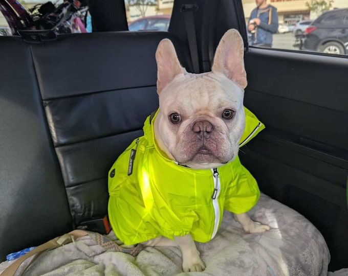 Custom Singing Pet Music Videos With Original Lyrics and Songs