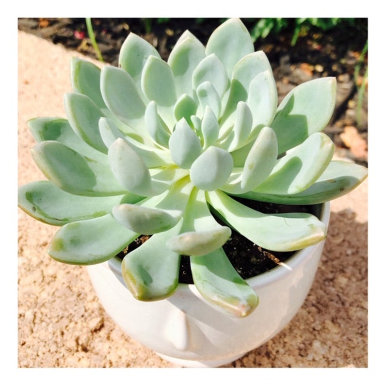 Echeveria Elegans Mexican Snowball \u201cRooted\u201d Leaves