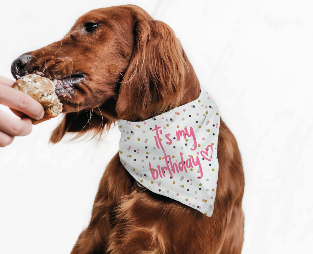 Dog Bandana, Dog Birthday Bandana, Dog Collar Bandana, It's My Birthday