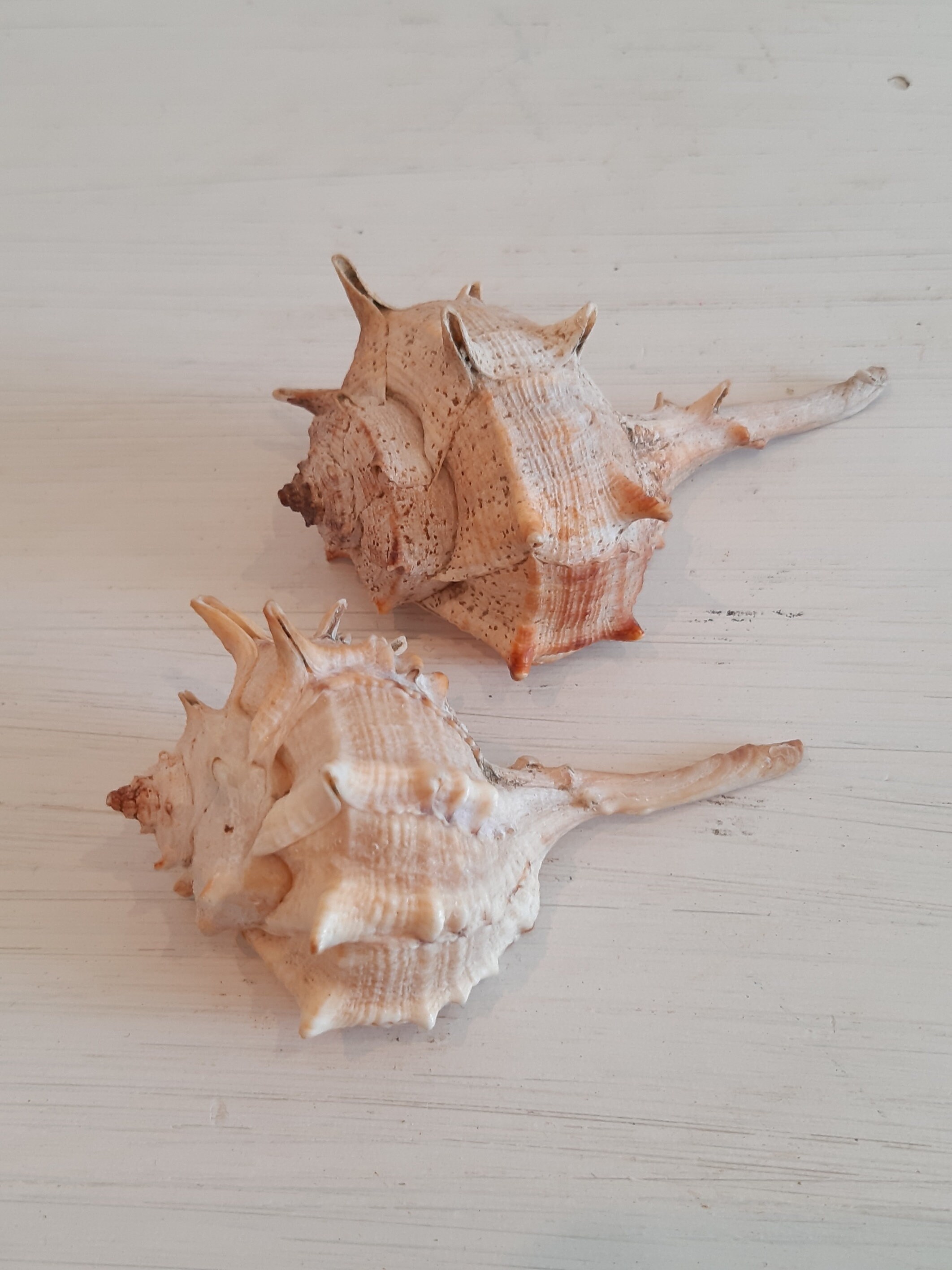 Vintage Paire de Petites Coquilles Conque Pour La Décoration Seashell Beach Fish Tank Ornement Maiso