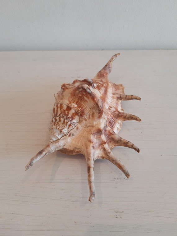 S'en battre cheap le coquillage