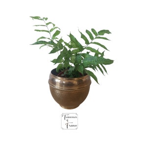 May include: A green and white striped fern plant in a hammered gold metal planter. The planter has a round shape and a beaded rim.