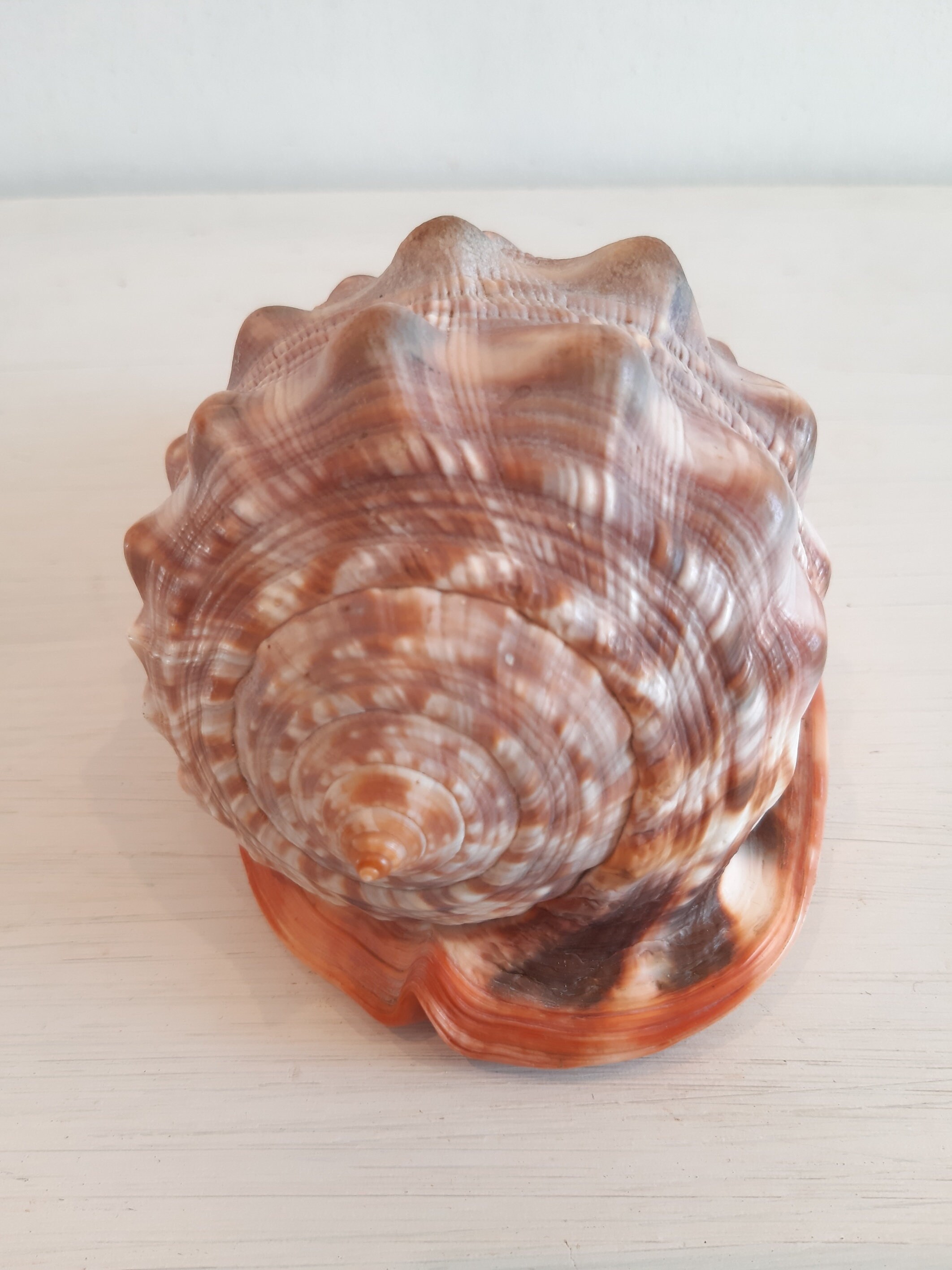 Vintage Natural Conch Shell Coral Sea Snail Beach Fish Tank Ornement Décorations Maison Collectible 