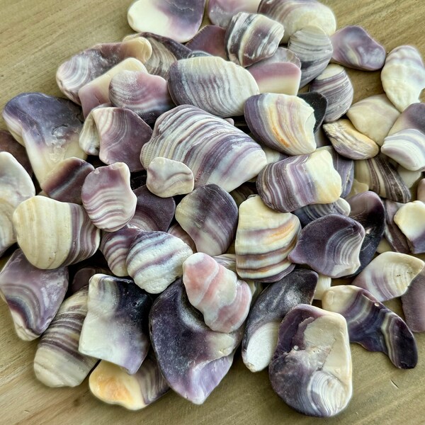 80 Purple Wampum Shell Pieces, Quahog Clam, Jewelry Supply, natural bulk sea shells, craft supplies, pendants, mosaics