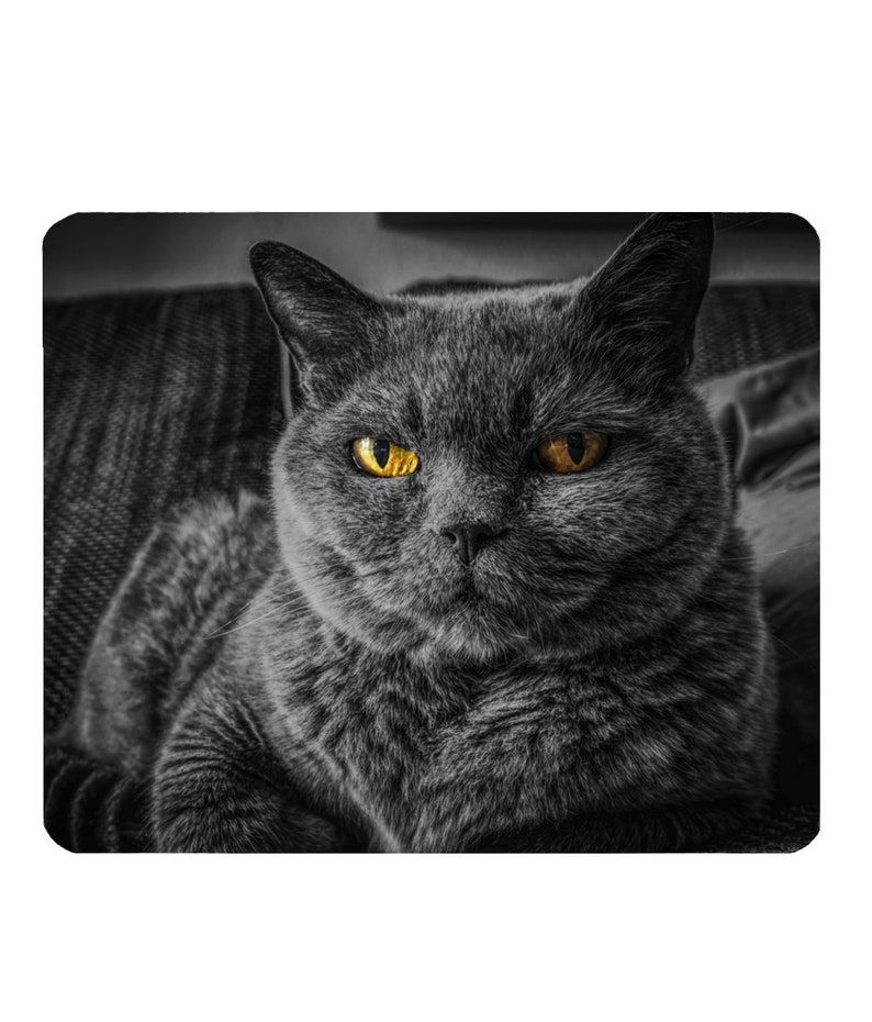 cuddly black cat