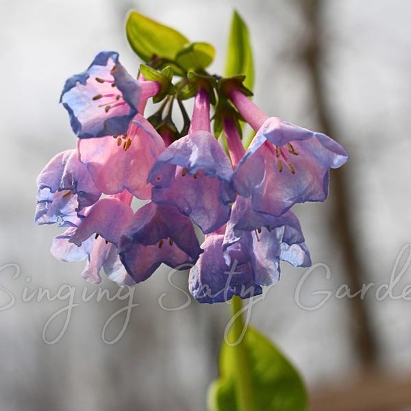 Virginia Bluebell Root System: Deer Resistant Shade Perennial