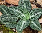 Rattlesnake Orchid, Rattlesnake Plantain, Goodyera pubescens, White Orchid, Terrarium Orchid, Orchid Bulb, Woodland Wildflower, Small Orchid