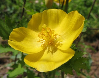 Golden Flowers Etsy