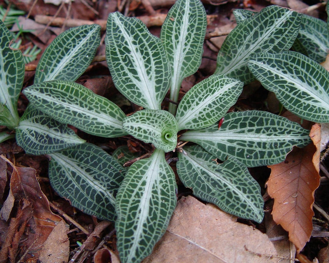 Rattlesnake Orchid, White Orchid, Terrarium Orchid, Small Orchid Plant, Shade Plants Perennial