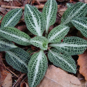 Rattlesnake Orchid, White Orchid, Terrarium Orchid, Small Orchid Plant, Shade Plants Perennial, Foliage Plant, Native Garden TN