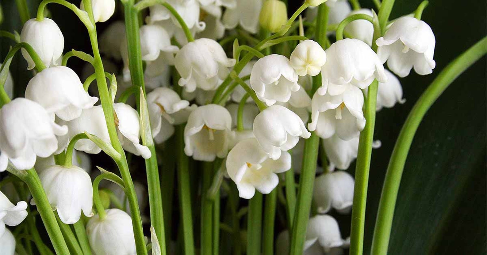 Lily of the Valley Convallaria majalis fragrant flower bulbs