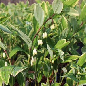 Solomon's Seal Plant, Potted Perennial Flowering Plant, Variegated Plant, Variegated Perennial, Polygonatum odoratum, Bell Flower Plant