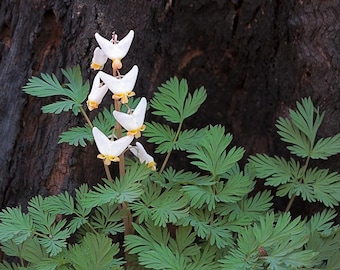 Dutchman's Breeches, Perennial Flower Bulbs, Unique Flower Bulbs, Spring Planting Bulbs, Woodland Plants, Deer Resistant Perennial