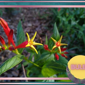 Indian Pink, 5 Bulbs Spigelia marilandica, Little Redhead, Perennial Flower Bulbs, Firecracker Plant, Hummingbird Flower, Clumping Plants