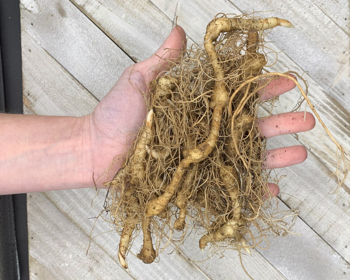 True Solomon Seal Root Medicinal Herb Herbaceous Perennial Etsy