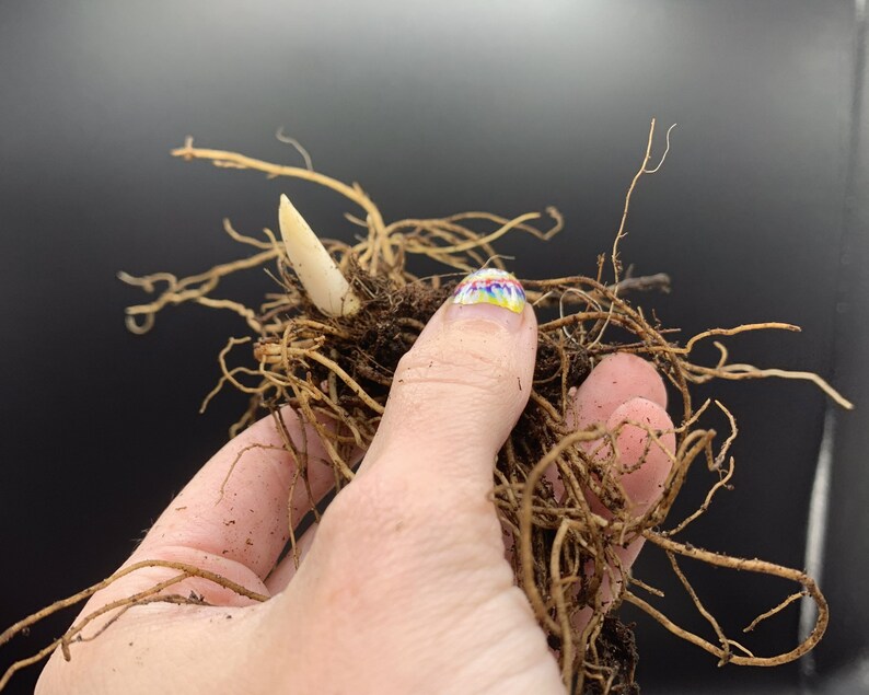 Lily of the Valley Bulbs for Planting Convallaria Majalis Etsy