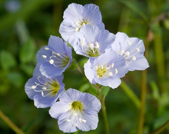 Jacob's Ladder Bulbs, Polemonium reptans, Herbaceous Perennial, Perennial Bulbs, Home Garden, Purple Flower, Deer Resistant, Greek Valerian