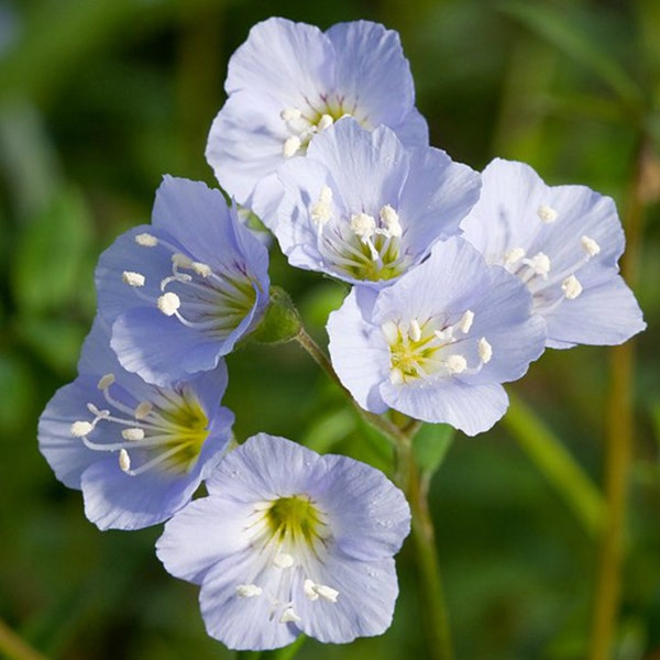 Jacob's Ladder Bulbs, Polemonium reptans, Herbaceous Perennial, Perennial Bulbs, Home Garden, Purple Flower, Deer Resistant, Greek Valerian