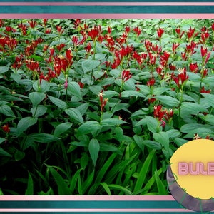 Indian Pink Bulbs, Spigelia marilandica, Little Redhead, Perennial Flower Bulbs, Firecracker Plant, Hummingbird Flower, Clumping Plants