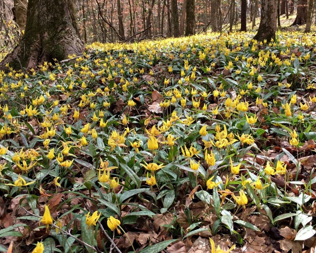 Trout Lily, Perennial Bulbs, Yellow Lily Bulb, Yellow Lilies, Flower