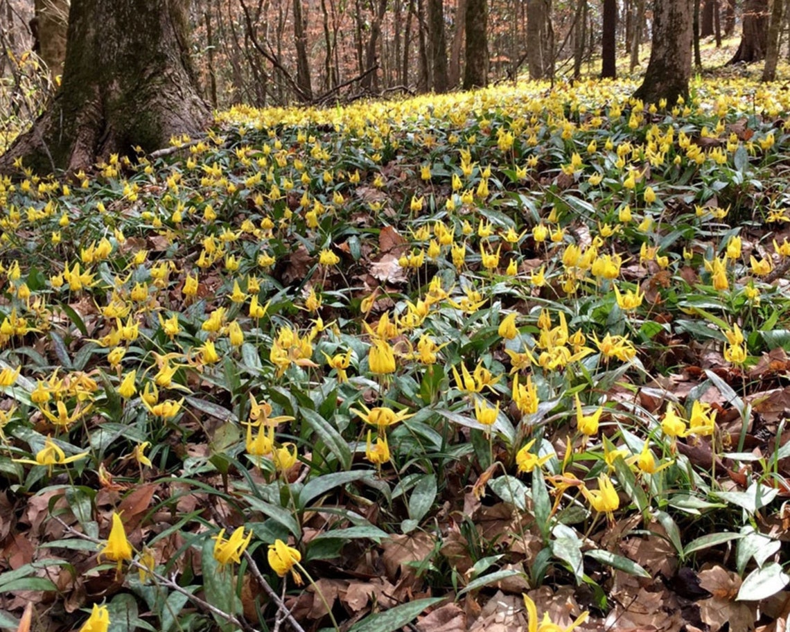 Trout Lily Medicinal Herb Herbaceous Perennial Bulbs Fall Etsy