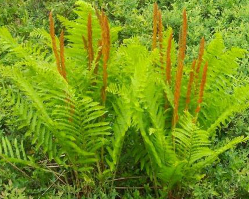 Cinnamon Fern Osmunda Cinnamomea Fern Rhizomes Decorative Etsy