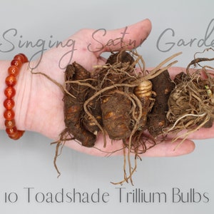 Toadshade Trillium, Perennial Flower Bulbs, Woodland Flowers, Bulbs for ...