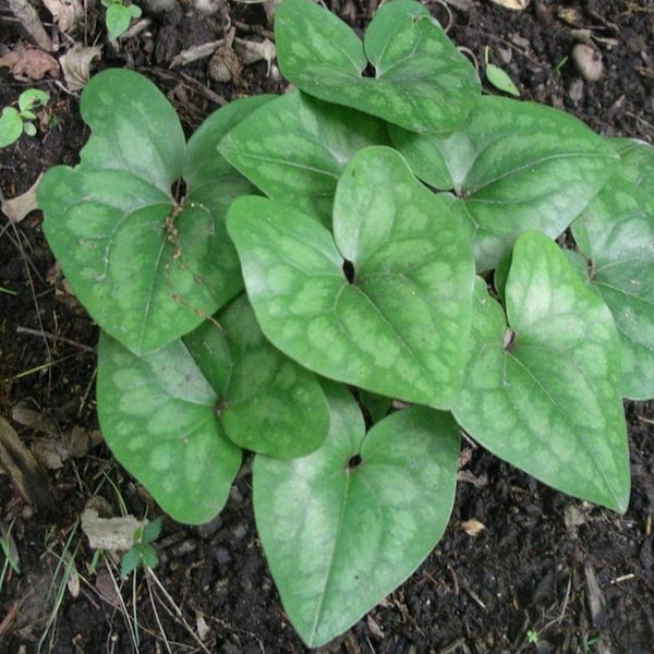 Wild Ginger, Ginger Rhizome, Shade Plant, Native Garden, Plant Lady Gift, Ground Cover Plant, Little Brown Jug, Perennial Plant, Heart Plant