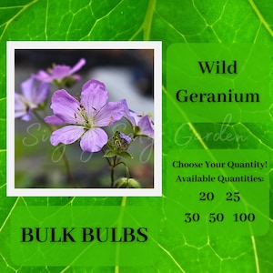 Wild Geranium, Bulk Bulbs, Cranesbill Geranium, Purple Geranium, Pollinator Plant, Deer Resistant Perennial, Attract Butterflies