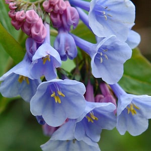 Virginia Bluebell, Perennial Flower Bulbs, Native Wildflower, Zone 7 Perennial, Shade Plants, Fall Planting Perennial, Deer Resistant Flower