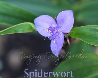 May include: A close-up of a purple spiderwort flower with yellow pollen. The flower is in focus, while the green leaves are blurred in the background.