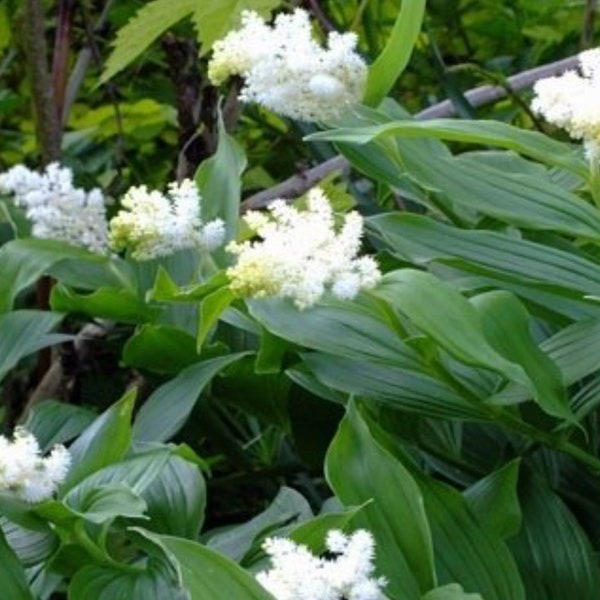 False Solomons Seal, Solomon Seal Root, Wildlife Garden, White Perennial Flower, Star Flower, Shade Plant, Fluffy Flower, Zone 5 Perennial