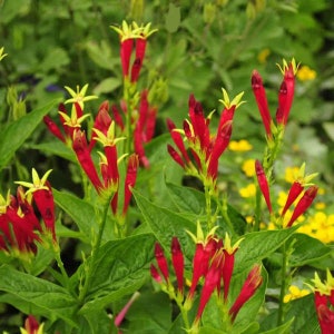 Indian Pink Bulbs, Spigelia marilandica, Little Redhead, Perennial Flower Bulbs, Firecracker Plant, Hummingbird Flower, Clumping Plants