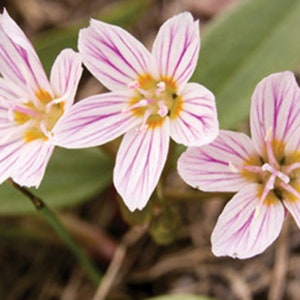 Spring Beauty, Perennial Flower Bulbs, Rock Garden Plants, Fall Planting Perennial, Groundcover Plants, Claytonia caroliniana, Woodland Flow