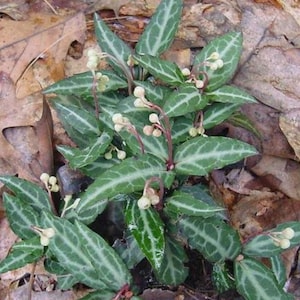 Striped Wintergreen Plant: Deer Resistant Shade Perennial