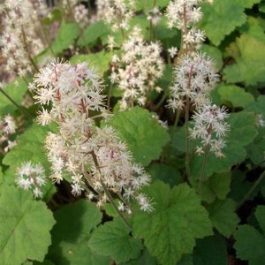 Foamflower, Perennial Flower Bulbs, Landscaping Plant, Pollinator Plant, White Flower, Spring Bulbs, Native Wildflower, Unique Plant